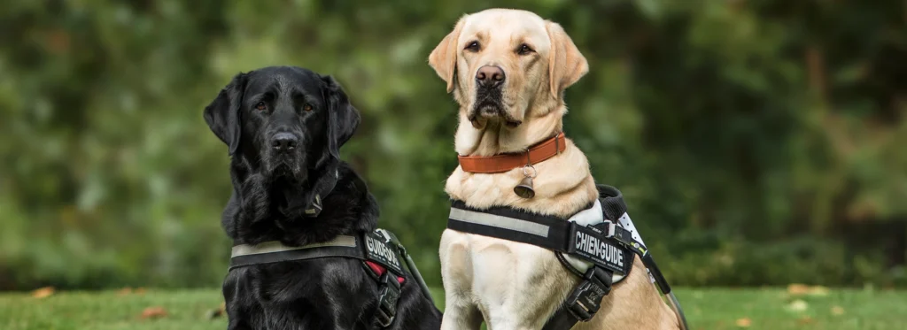 Service Dog Training