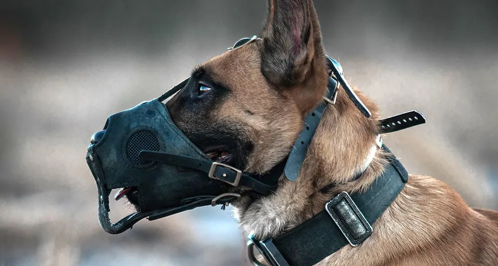 Dog Behavior Modification