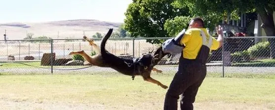 Protection Dog Training