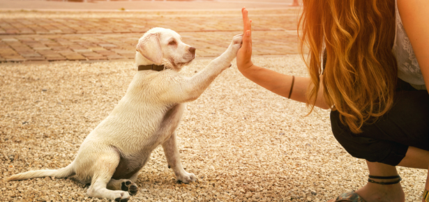 Obedience Training