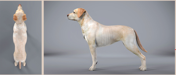 Purina BCS Ideal 4-5